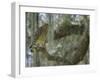 Red-shouldered hawk, Buteo lineatus, perched in Live Oak Tree, Florida-Maresa Pryor-Framed Photographic Print