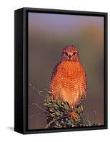 Red-shouldered Hawk in Early Morning Light, Everglades National Park, Florida, USA-Charles Sleicher-Framed Stretched Canvas