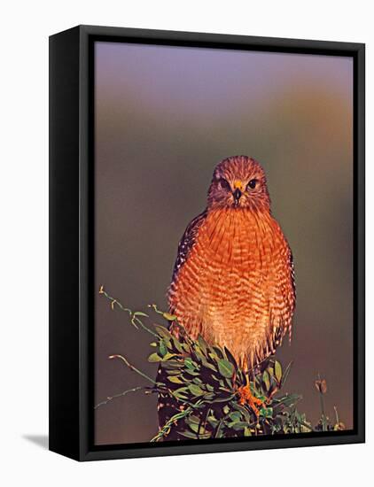 Red-shouldered Hawk in Early Morning Light, Everglades National Park, Florida, USA-Charles Sleicher-Framed Stretched Canvas