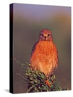 Red-shouldered Hawk in Early Morning Light, Everglades National Park, Florida, USA-Charles Sleicher-Stretched Canvas