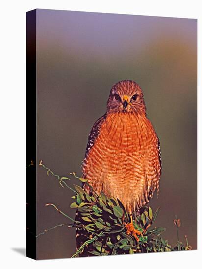 Red-shouldered Hawk in Early Morning Light, Everglades National Park, Florida, USA-Charles Sleicher-Stretched Canvas