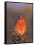 Red-shouldered Hawk in Early Morning Light, Everglades National Park, Florida, USA-Charles Sleicher-Framed Stretched Canvas