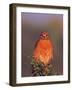 Red-shouldered Hawk in Early Morning Light, Everglades National Park, Florida, USA-Charles Sleicher-Framed Photographic Print