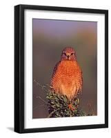 Red-shouldered Hawk in Early Morning Light, Everglades National Park, Florida, USA-Charles Sleicher-Framed Photographic Print