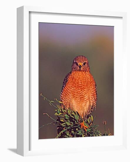 Red-shouldered Hawk in Early Morning Light, Everglades National Park, Florida, USA-Charles Sleicher-Framed Photographic Print