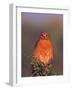 Red-shouldered Hawk in Early Morning Light, Everglades National Park, Florida, USA-Charles Sleicher-Framed Photographic Print