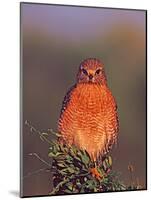 Red-shouldered Hawk in Early Morning Light, Everglades National Park, Florida, USA-Charles Sleicher-Mounted Photographic Print