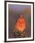 Red-shouldered Hawk in Early Morning Light, Everglades National Park, Florida, USA-Charles Sleicher-Framed Photographic Print