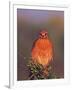 Red-shouldered Hawk in Early Morning Light, Everglades National Park, Florida, USA-Charles Sleicher-Framed Photographic Print