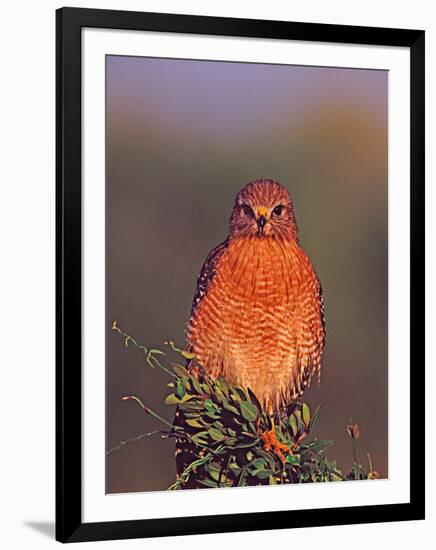 Red-shouldered Hawk in Early Morning Light, Everglades National Park, Florida, USA-Charles Sleicher-Framed Photographic Print