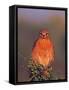 Red-Shouldered Hawk in Early Morning Light-Charles Sleicher-Framed Stretched Canvas