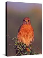 Red-Shouldered Hawk in Early Morning Light-Charles Sleicher-Stretched Canvas