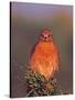 Red-Shouldered Hawk in Early Morning Light-Charles Sleicher-Stretched Canvas