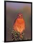 Red-Shouldered Hawk in Early Morning Light-Charles Sleicher-Framed Photographic Print