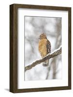 Red-shouldered hawk in snow, Marion County, Illinois.-Richard & Susan Day-Framed Photographic Print