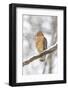 Red-shouldered hawk in snow, Marion County, Illinois.-Richard & Susan Day-Framed Photographic Print