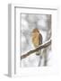 Red-shouldered hawk in snow, Marion County, Illinois.-Richard & Susan Day-Framed Photographic Print