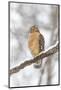 Red-shouldered hawk in snow, Marion County, Illinois.-Richard & Susan Day-Mounted Photographic Print