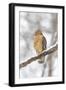 Red-shouldered hawk in snow, Marion County, Illinois.-Richard & Susan Day-Framed Photographic Print