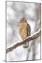 Red-shouldered hawk in snow, Marion County, Illinois.-Richard & Susan Day-Mounted Photographic Print