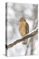 Red-shouldered hawk in snow, Marion County, Illinois.-Richard & Susan Day-Stretched Canvas