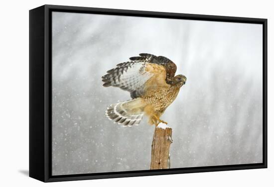 Red-Shouldered Hawk in Snowstorm-null-Framed Stretched Canvas