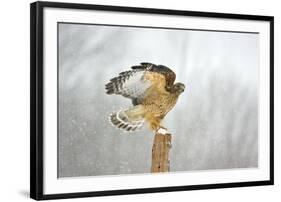 Red-Shouldered Hawk in Snowstorm-null-Framed Photographic Print