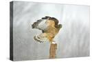 Stretched Canvas