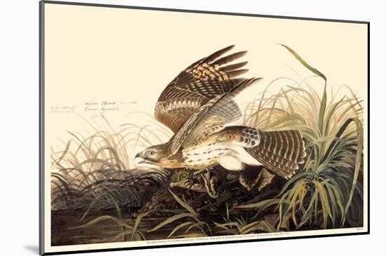 Red-Shouldered Hawk-null-Mounted Poster