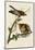 Red-Shouldered Hawk-John James Audubon-Mounted Art Print