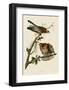 Red-Shouldered Hawk-John James Audubon-Framed Giclee Print