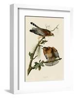 Red-Shouldered Hawk-John James Audubon-Framed Giclee Print