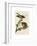 Red-Shouldered Hawk-John James Audubon-Framed Giclee Print