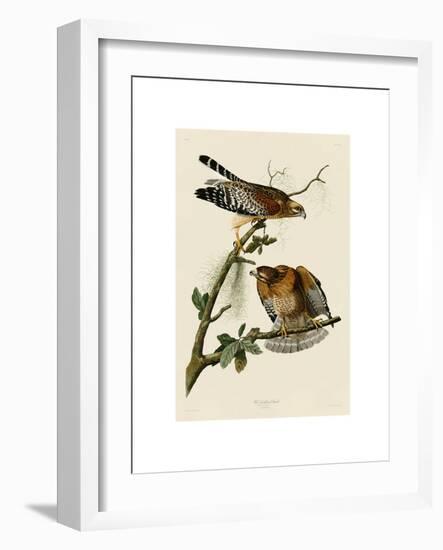 Red-Shouldered Hawk-John James Audubon-Framed Giclee Print