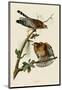 Red-Shouldered Hawk-John James Audubon-Mounted Giclee Print