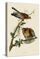 Red-Shouldered Hawk-John James Audubon-Stretched Canvas