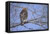 Red-Shouldered Hawk-Joe McDonald-Framed Stretched Canvas