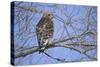 Red-Shouldered Hawk-Joe McDonald-Stretched Canvas