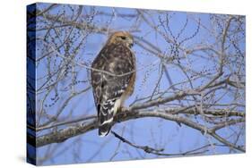 Red-Shouldered Hawk-Joe McDonald-Stretched Canvas