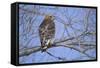 Red-Shouldered Hawk-Joe McDonald-Framed Stretched Canvas