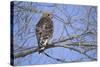 Red-Shouldered Hawk-Joe McDonald-Stretched Canvas