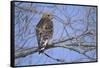 Red-Shouldered Hawk-Joe McDonald-Framed Stretched Canvas