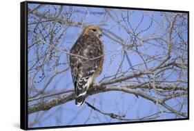 Red-Shouldered Hawk-Joe McDonald-Framed Stretched Canvas