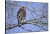 Red-Shouldered Hawk-Joe McDonald-Stretched Canvas