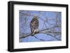 Red-Shouldered Hawk-Joe McDonald-Framed Premium Photographic Print