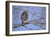 Red-Shouldered Hawk-Joe McDonald-Framed Photographic Print