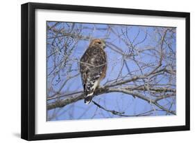 Red-Shouldered Hawk-Joe McDonald-Framed Photographic Print