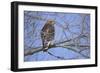 Red-Shouldered Hawk-Joe McDonald-Framed Photographic Print