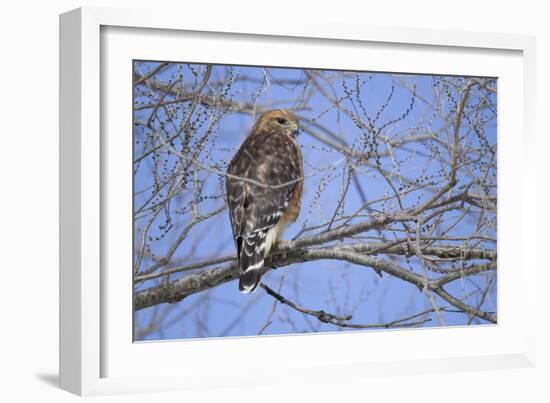 Red-Shouldered Hawk-Joe McDonald-Framed Photographic Print