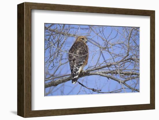 Red-Shouldered Hawk-Joe McDonald-Framed Photographic Print